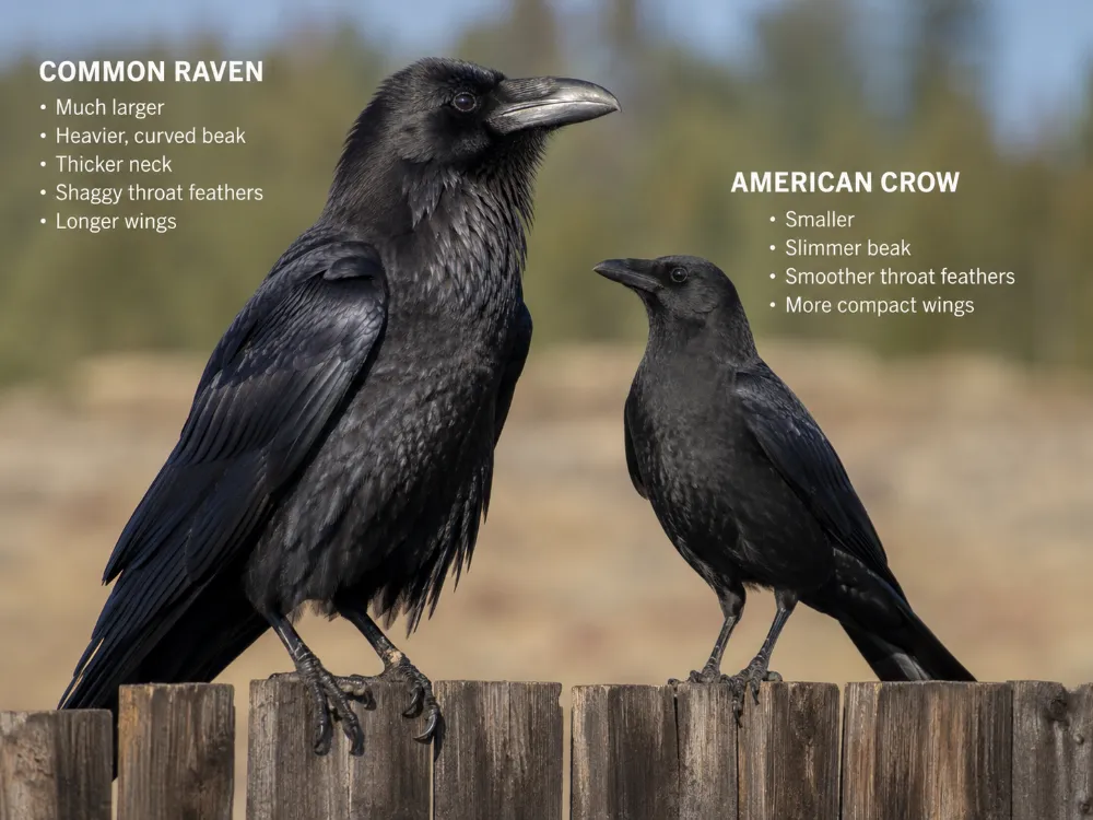 Raven vs Crow Size: How Big Are Ravens Compared With Crows?