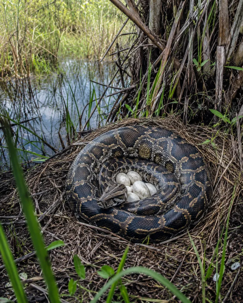Burmese Python Nests in the Florida Everglades: Eggs, Brooding, Habitat, and Ecological Impact