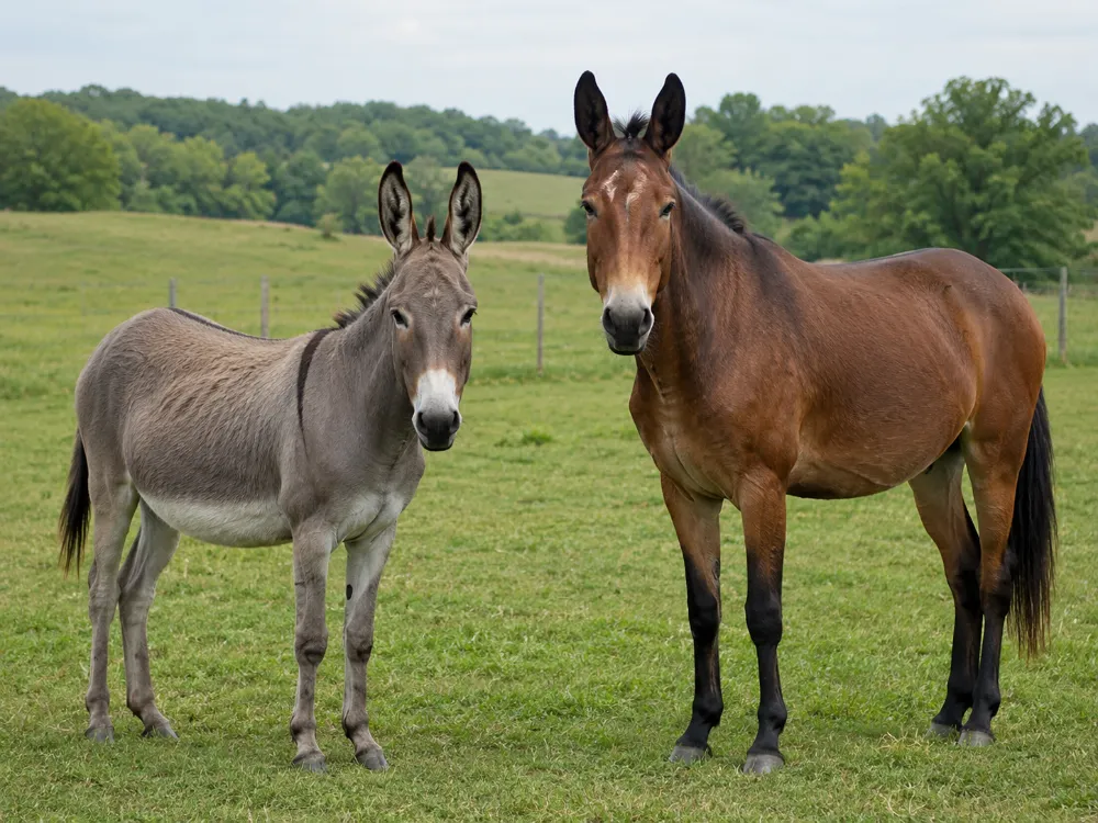 Donkey vs Mule: Main Differences Explained