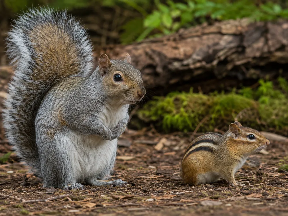 Squirrel vs Chipmunk: How to Tell Them Apart