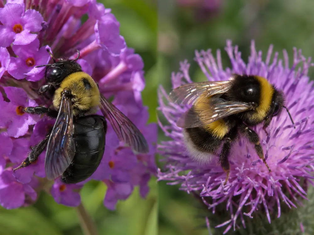 Carpenter Bee vs Bumble Bee: How to Tell Them Apart