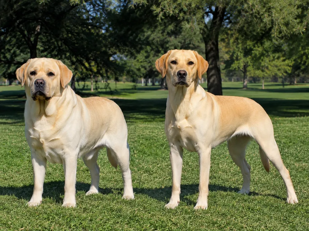 English vs American Labrador: Main Differences Explained