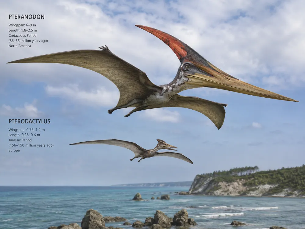 Pteranodon vs Pterodactyl: Differences Explained