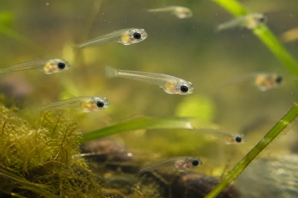 Fry Baby Animal: What Baby Animal Is Called a Fry?