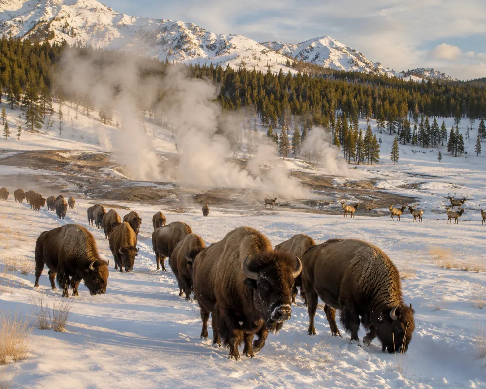 Animals Leaving Yellowstone: Real Reasons Explained