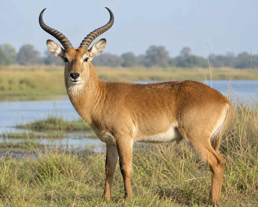 Pookoo Animal: The Puku Antelope of Africa’s Wet Grasslands