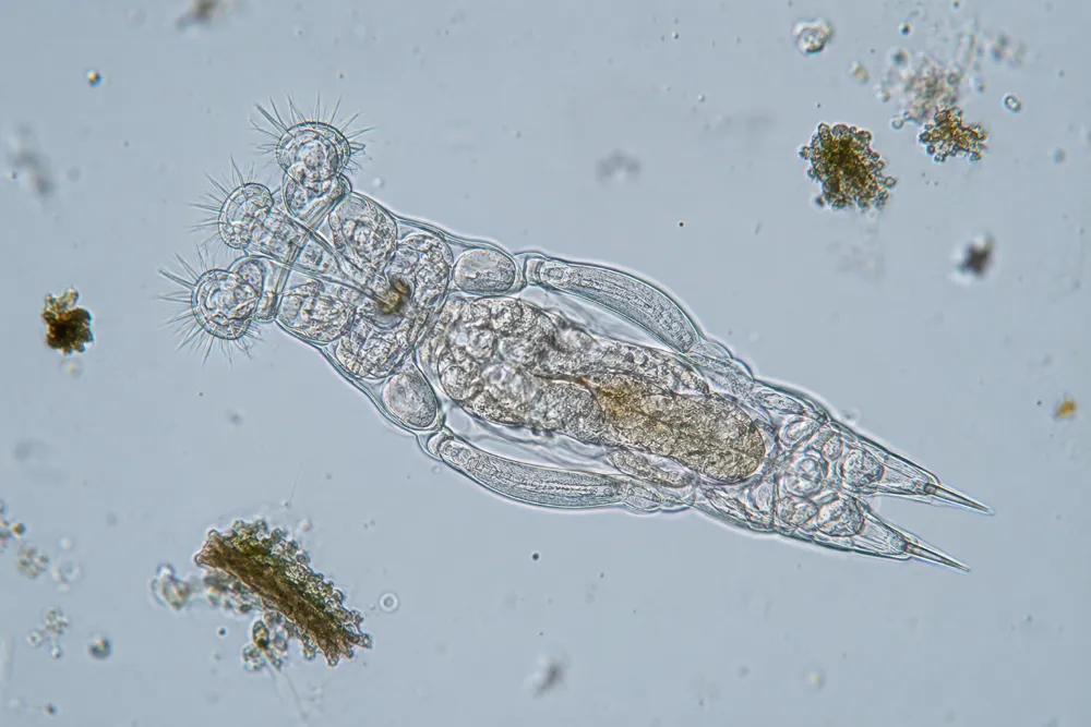 24,000-Year-Old Animal Revived: Rotifer Facts and Science