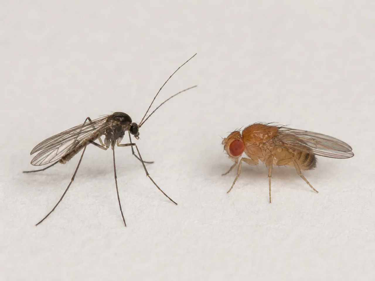 Gnat vs Fruit Fly: Key Differences in Appearance, Habitat, Behavior, Eggs, and How to Get Rid of The