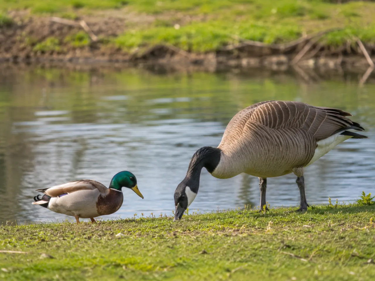 Duck vs Goose: Key Differences in Size, Neck Shape, Diet, Behavior, Flight, Calls, and Habitat
