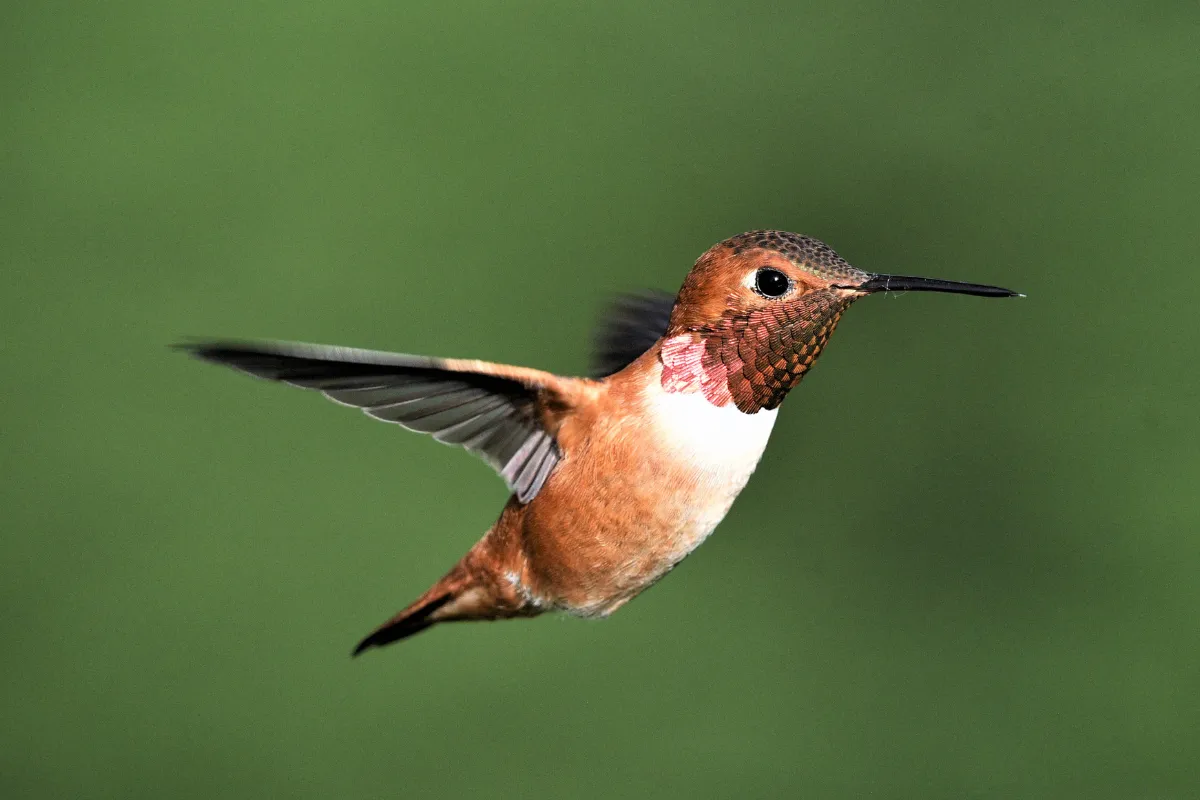 Endangered Hummingbirds: Rare Species, Threats, and How to Help Them