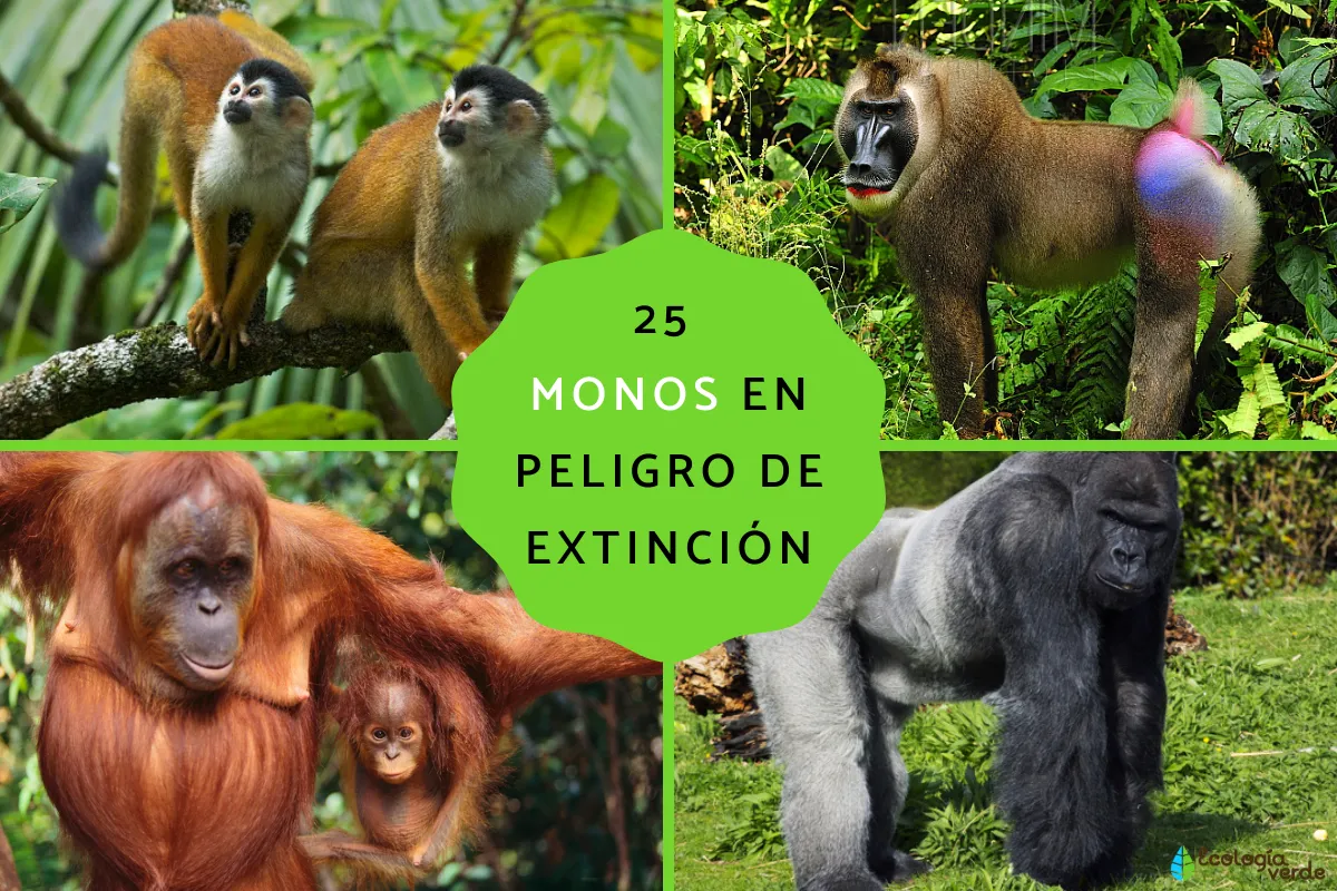 Endangered Monkeys and Primates: 25 Species at Risk of Extinction