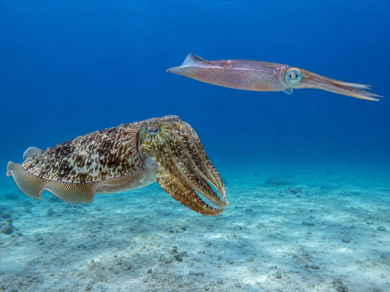 Cuttlefish vs Squid: Key Differences in Body Shape, Cuttlebone, Swimming, Camouflage, Habitat, and I