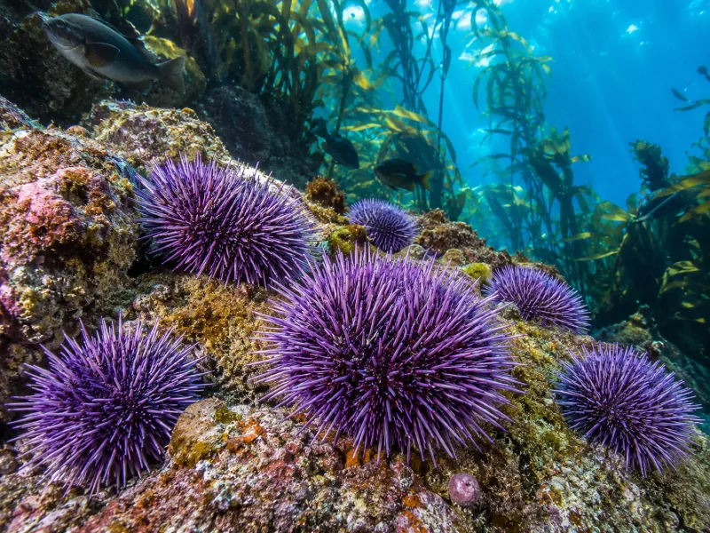 What Are Some Interesting Facts About Sea Urchins? 20 Amazing Facts You Should Know