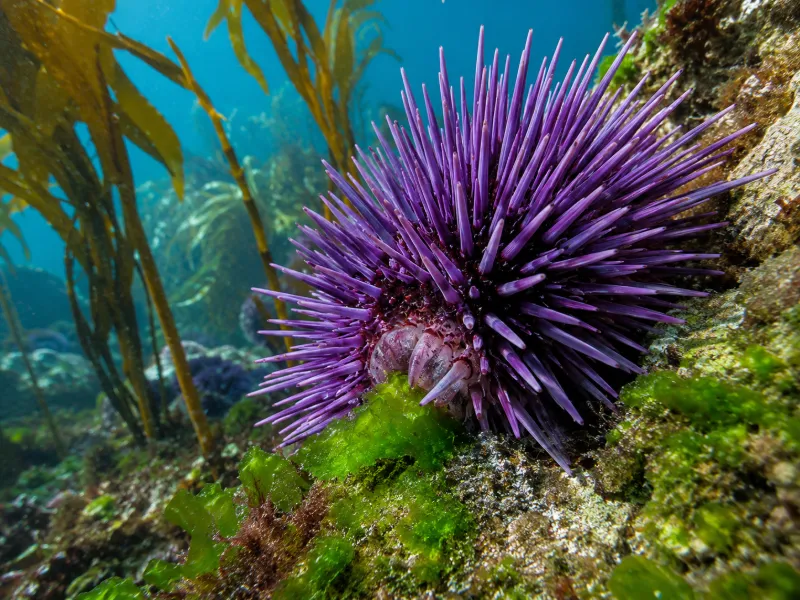What Do Sea Urchins Eat? A Complete Guide to the Sea Urchin Diet