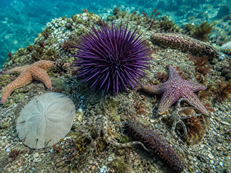 What Organism Is Closely Related to a Sea Urchin? A Guide to Sea Urchin Relatives
