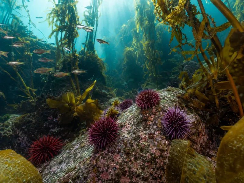 What Is the Habitat of Sea Urchins? Where These Spiny Marine Animals Live