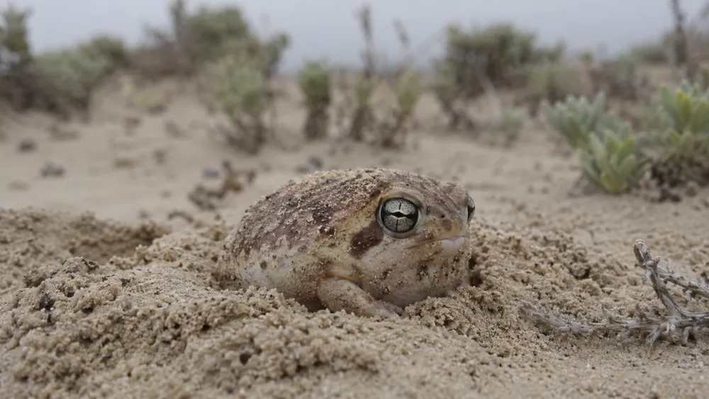 Desert Rain Frog as a Pet? Care, Legality & Conservation Risks