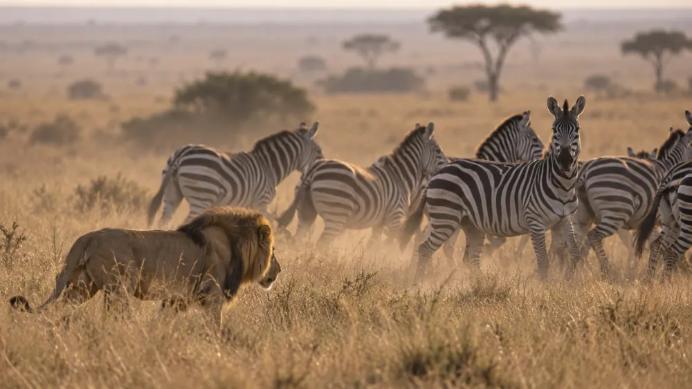 What Eats Zebras? 6 Main Predators of Adults and Foals