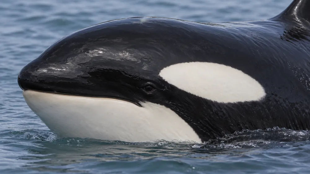 Where Are Orca Eyes? The White Patch Is Not the Eye