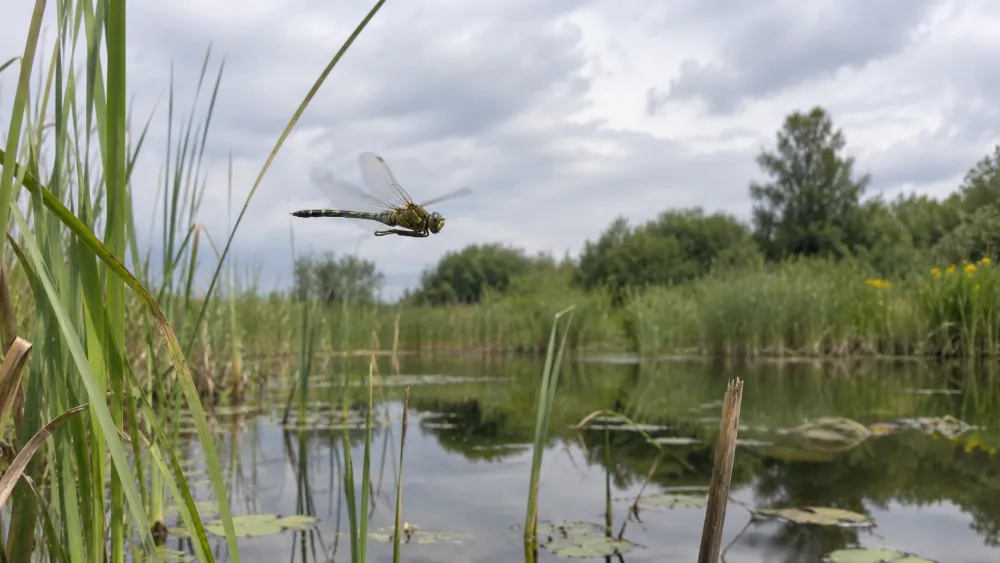 Do Dragonflies Fly Low Before Rain? What the Science Says