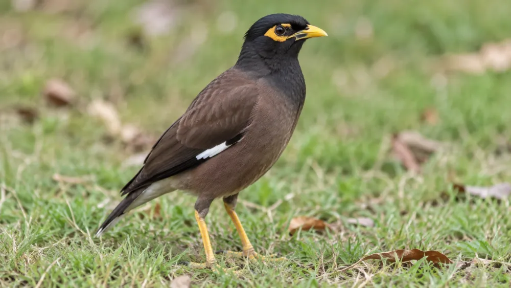 Mynah Bird vs Crow: Are They the Same? 8 Key Differences