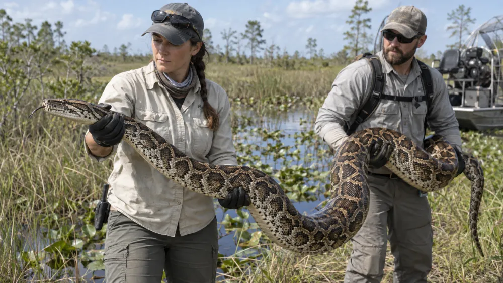 What to Do If a Python Wraps Around You: Safe Emergency Steps