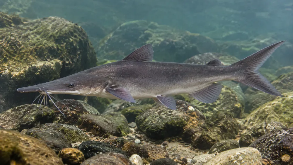 Jiangtuan Fish vs Qingjiang Fish: What’s the Difference?