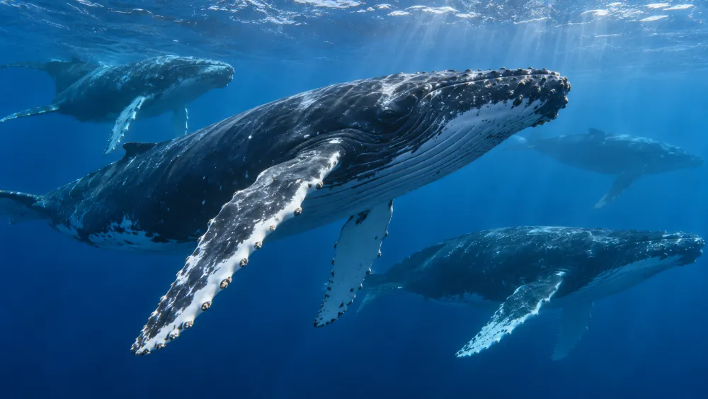 What Is a Group of Whales Called? Pod, Gam and Herd Explained