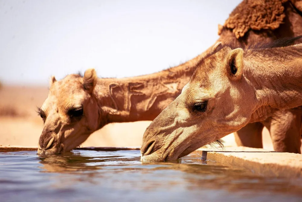 How Long Can a Camel Go Without Water? Desert Survival Explained