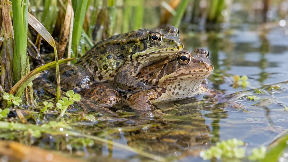 How Do Frogs Reproduce? Mating, Eggs & Tadpoles Explained