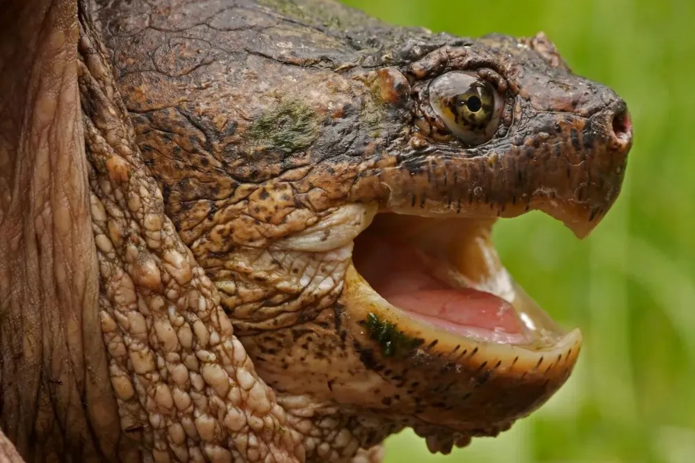 Do Turtles Have Teeth? How They Bite Without Teeth