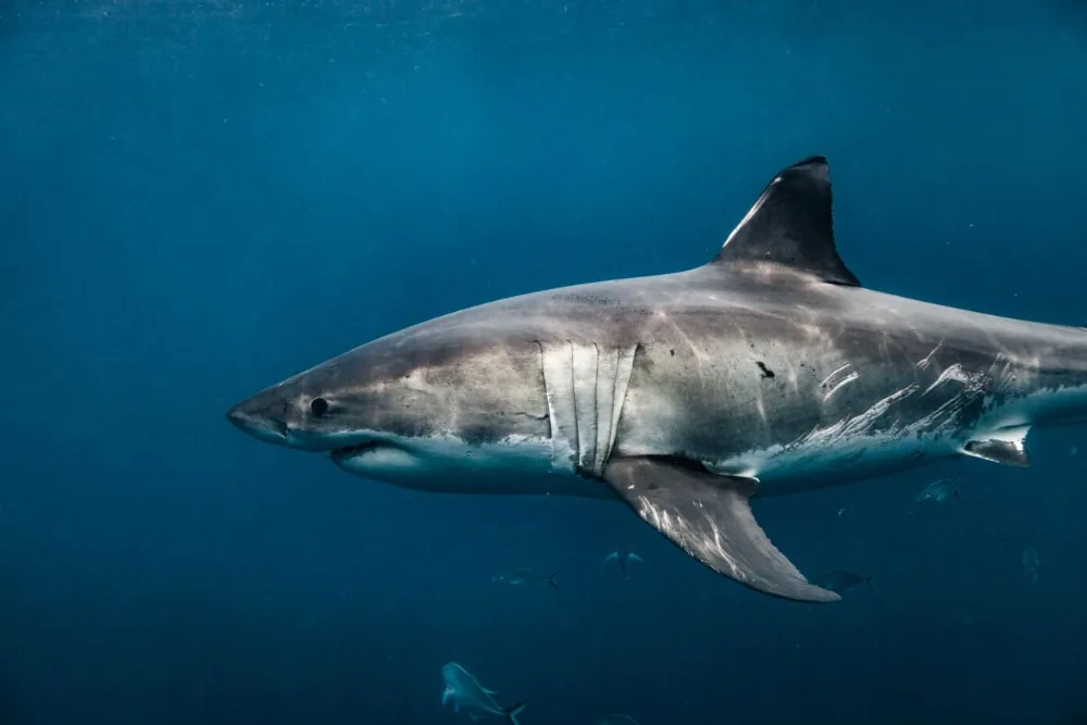 Do Sharks Have Bones? The Truth About Shark Skeletons