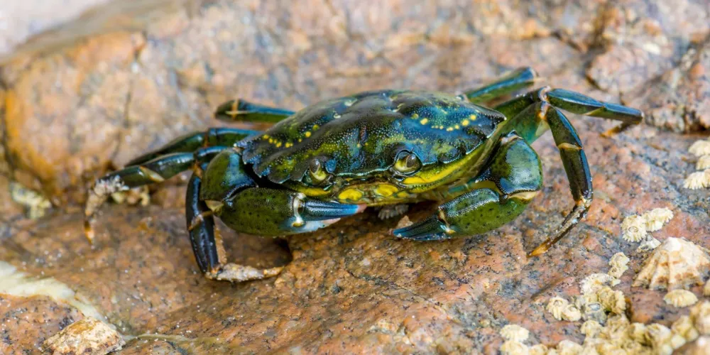 Can Crabs Breathe Out of Water? How Long Can They Survive?