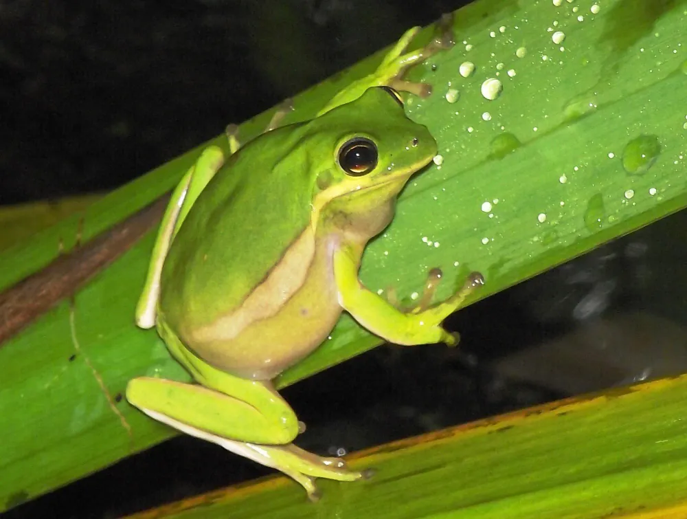 Do Frogs Drink Water? How Frogs Stay Hydrated