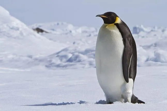 Do Penguins Have Knees? Why You Can't See Them