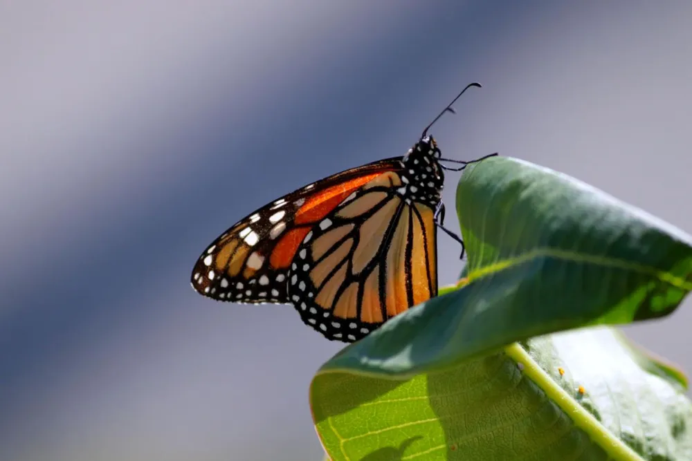 Do Butterflies Sleep? Where They Go at Night