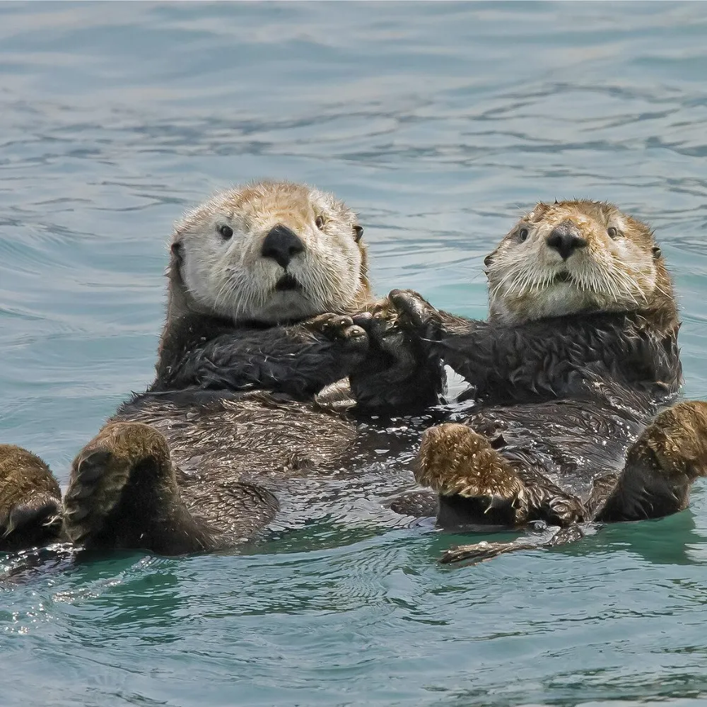 Why Do Sea Otters Hold Hands? The Real Reason