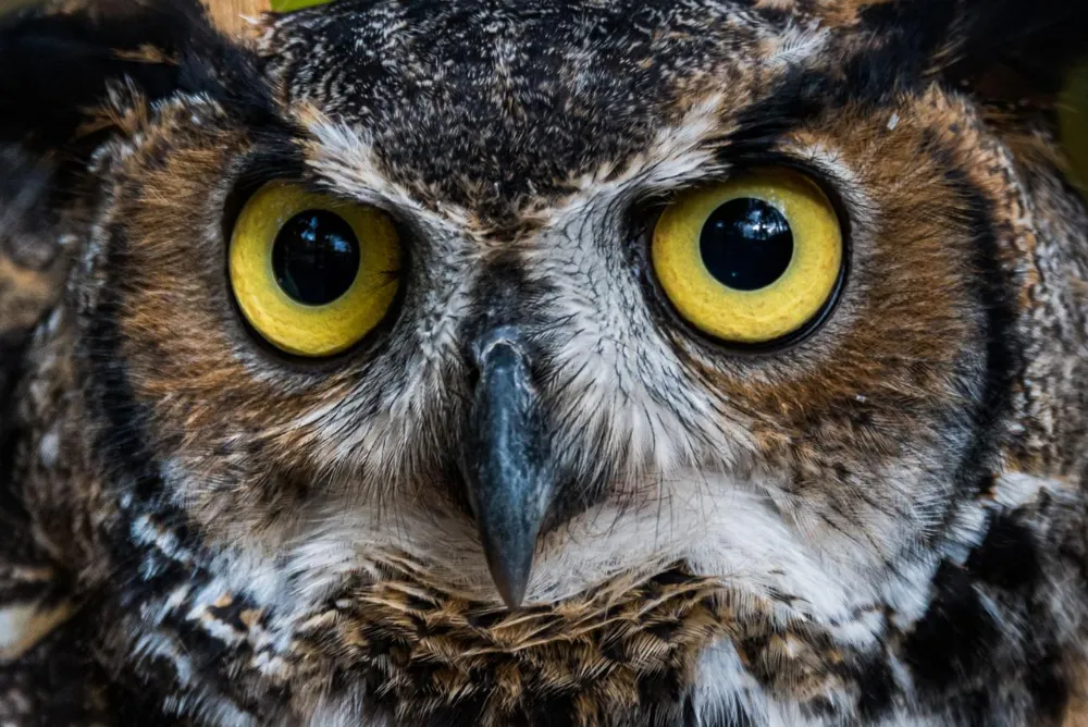Can Owls Move Their Eyes? Why They Turn Their Heads