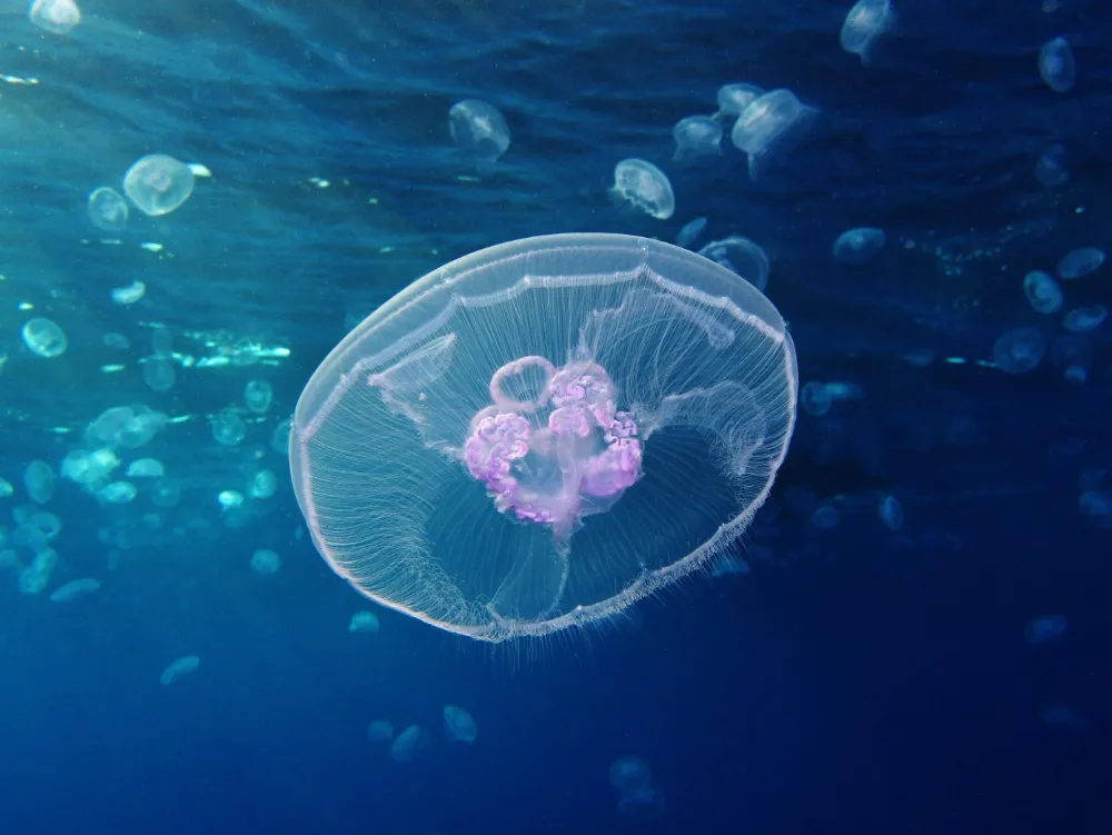 Do Jellyfish Have Brains? How They Survive Without One