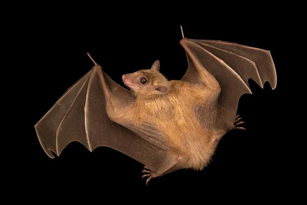 How Do Bats Navigate in the Dark?