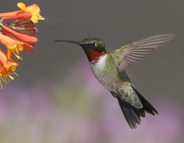 How Do Hummingbirds Hover?