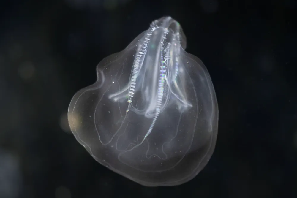 Mnemiopsis_leidyi.webp