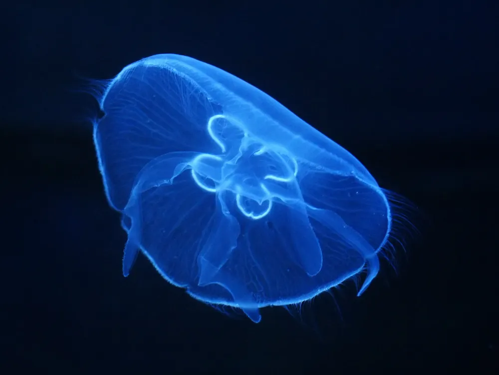 Aurelia_aurita_1.webp