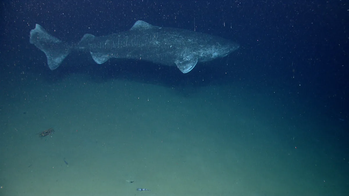 Real Greenland shark photographed by NOAA in deep North Atlantic waters during the 2013 Northeast US Canyons Expedition Real Greenland shark photographed by NOAA in deep North Atlantic waters during the 2013 Northeast US Canyons Expedition