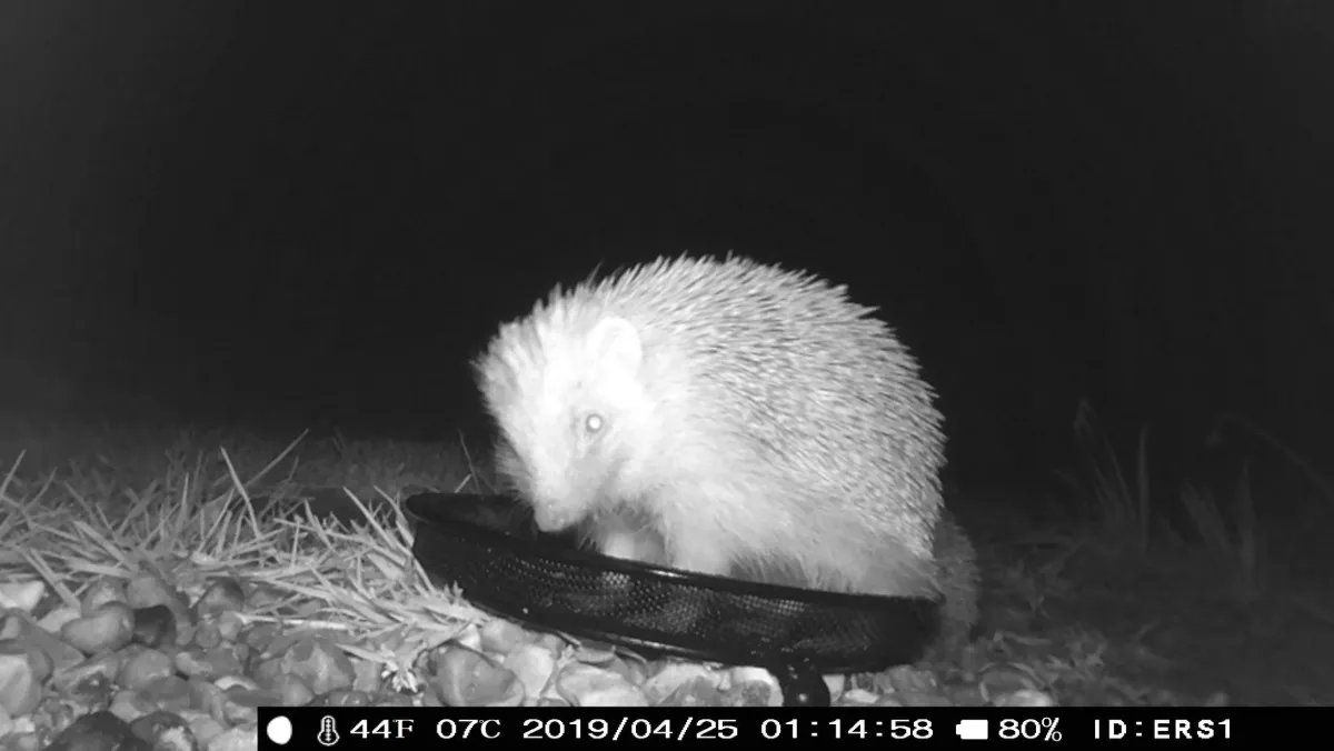 How Do Camera Traps Work at Night?