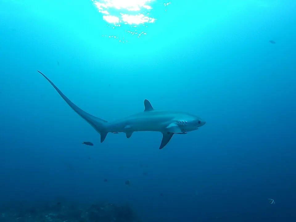 Authentic underwater photograph of a pelagic thresher shark with the long upper lobe of its tail clearly visible Authentic underwater photograph of a pelagic thresher shark with the long upper lobe of its tail clearly visible