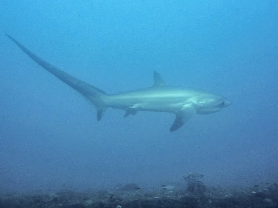 Why Do Thresher Sharks Have Such Long Tails?