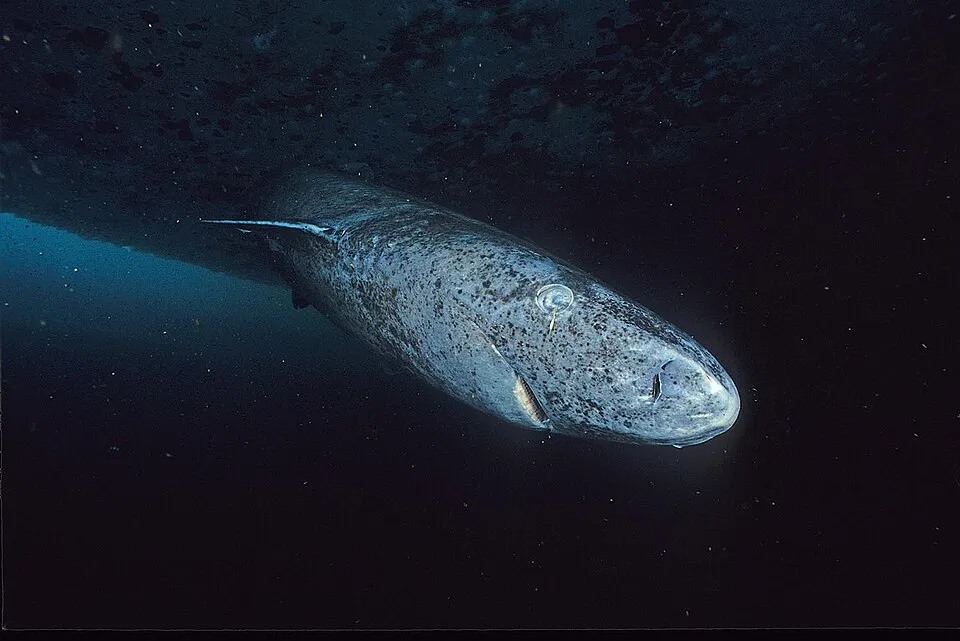 Are Greenland Sharks Blind? New Research Explains Their Vision