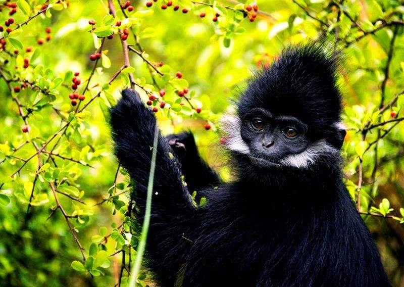 Trachypithecus francoisi