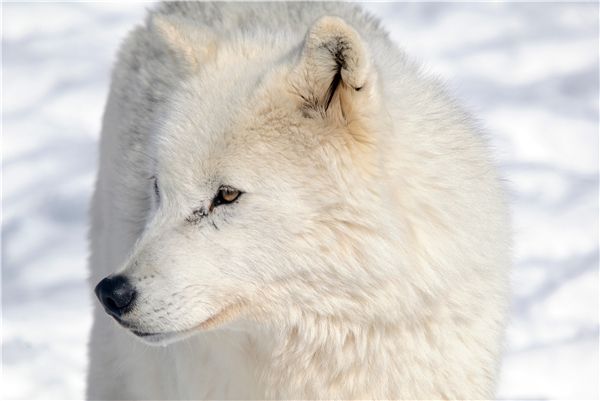 Canis lupus arctos